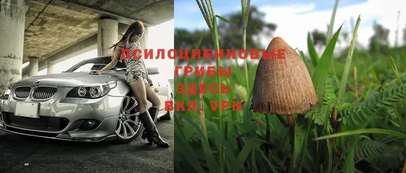 где продают наркотики  Валуйки  Галлюциногенные грибы Psilocybe 